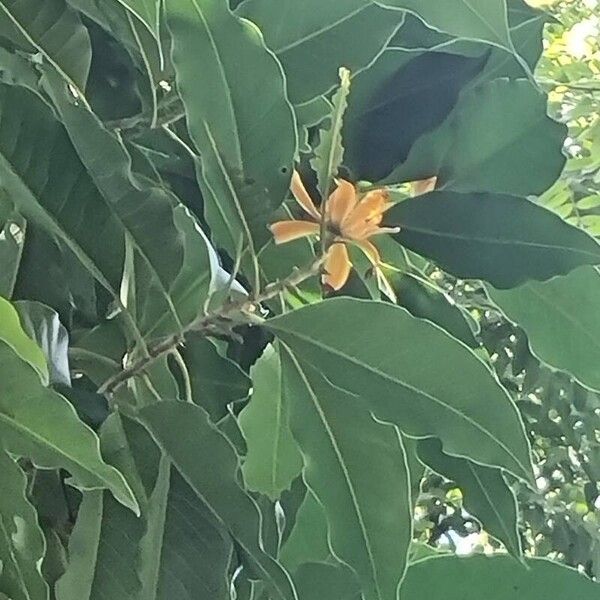 Magnolia champaca Ffrwyth