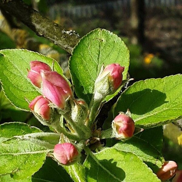 Malus domestica Flower