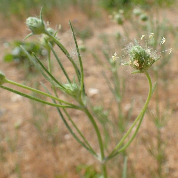 Plantago arenaria Habit