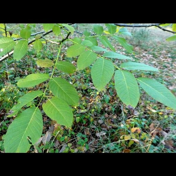 Juglans cinerea 叶