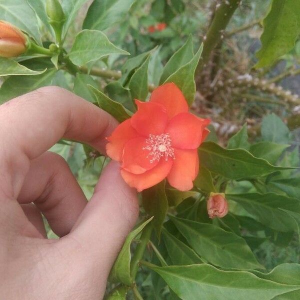 Leuenbergeria bleo Flower