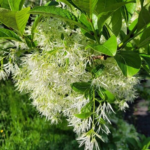 Chionanthus virginicus Blomst