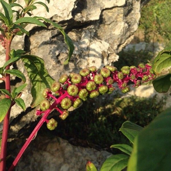 Phytolacca americana Flor