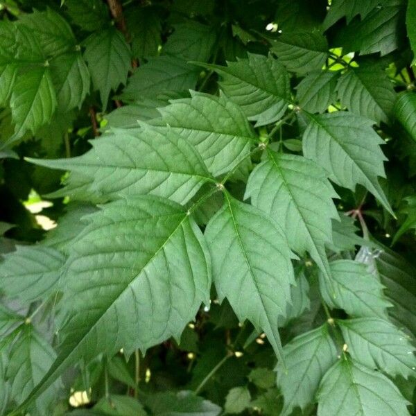 Campsis radicans Leaf