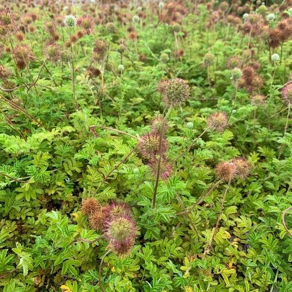 Acaena novae-zelandiae Hoja