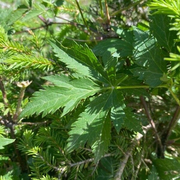 Clematis alpina Leaf