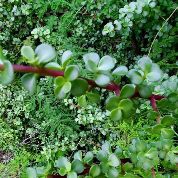 Portulacaria afra Fulla