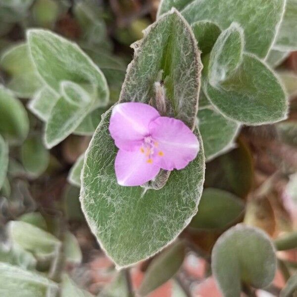 Tradescantia sillamontana 花