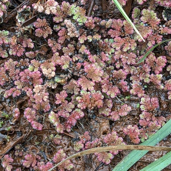 Azolla filiculoides Φύλλο