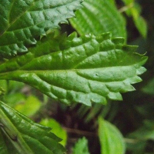 Stachytarpheta urticifolia Folha