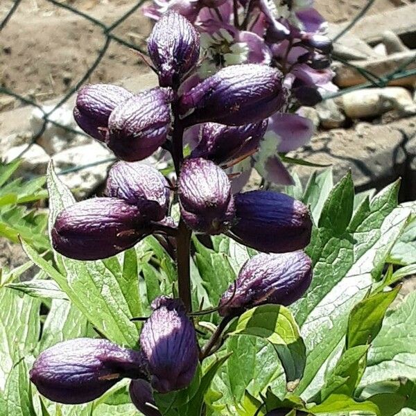 Delphinium elatum 花