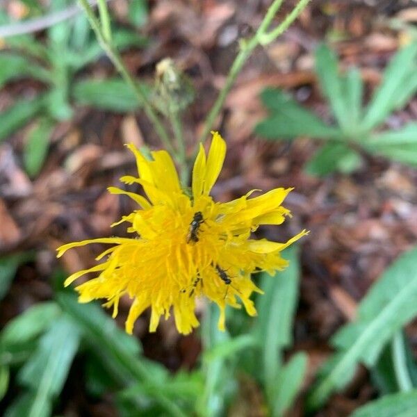 Sonchus arvensis Kukka