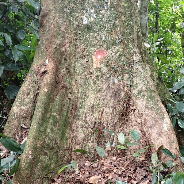 Parinari excelsa Bark