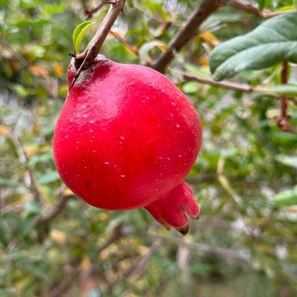 Punica granatum Lapas