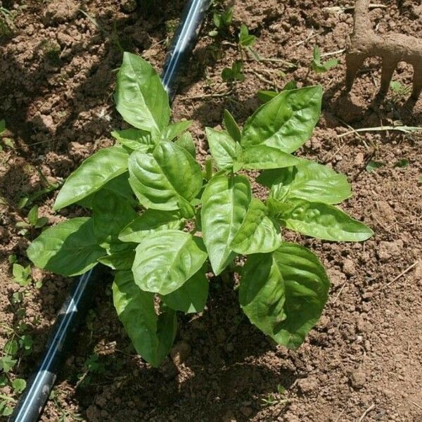 Ocimum basilicum Leaf