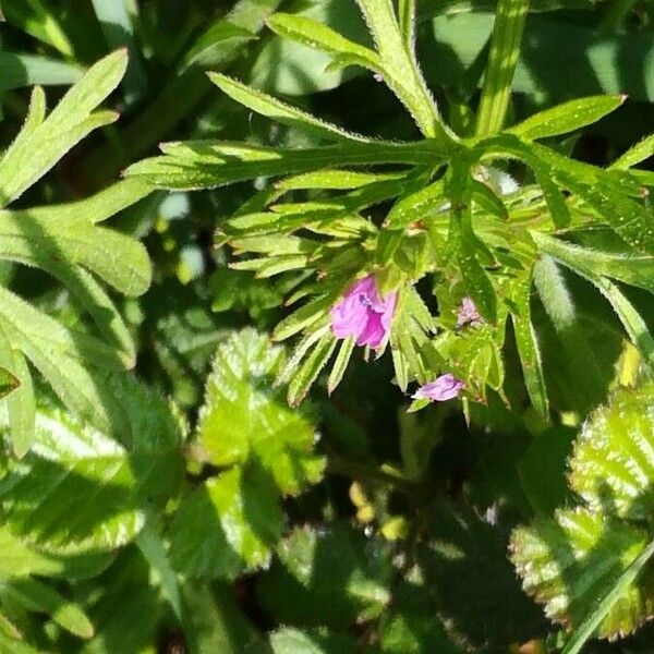 Geranium dissectum Кветка