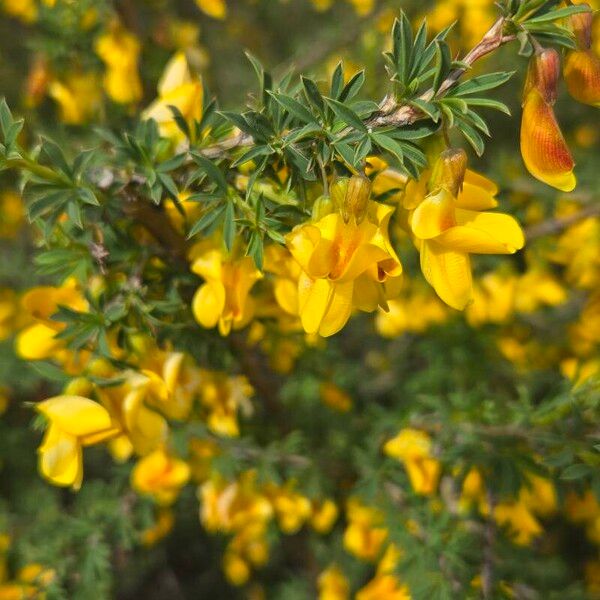 Cytisus scoparius Цвят