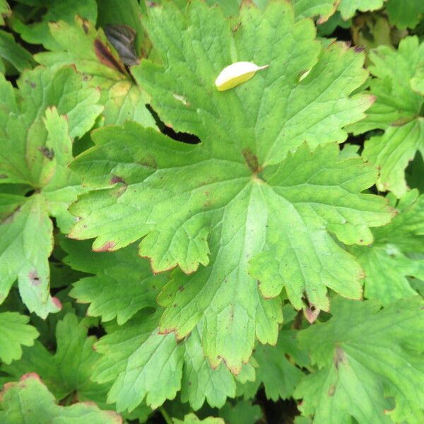 Boykinia aconitifolia Leaf