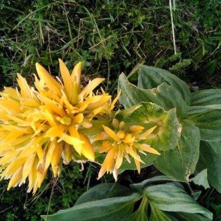 Gentiana lutea Flor