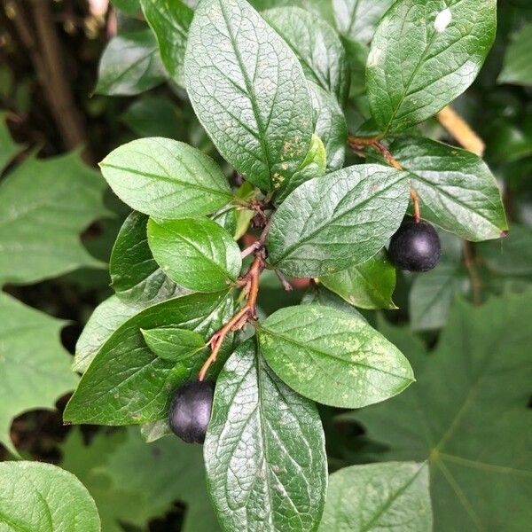 Cotoneaster acutifolius পাতা