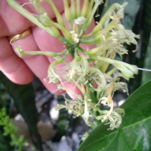 Sansevieria trifasciata Цветок