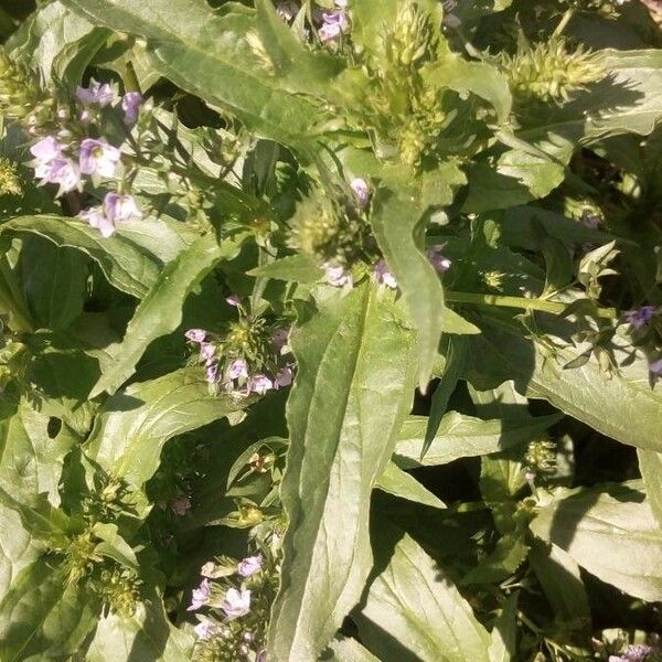 Veronica catenata Leaf