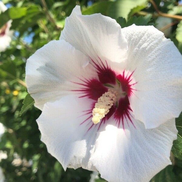 Hibiscus syriacus Flower