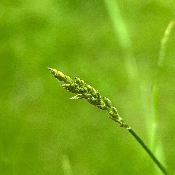 Poa compressa Flower