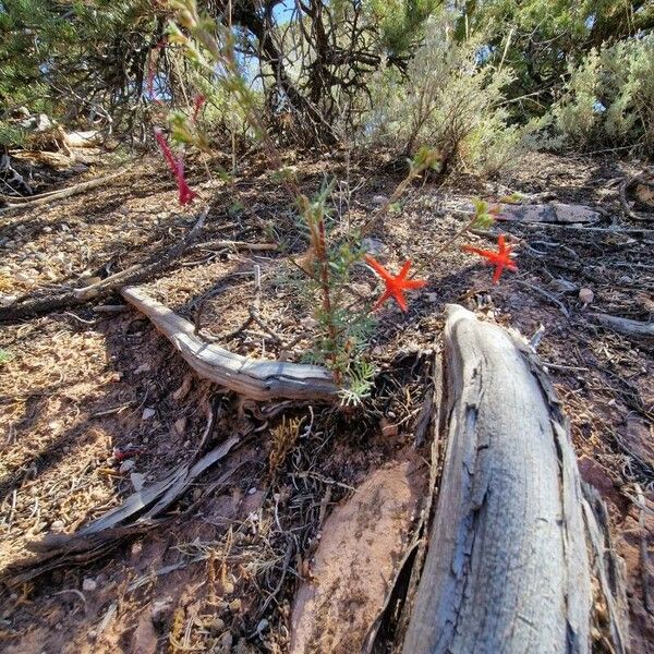 Ipomopsis aggregata Habit