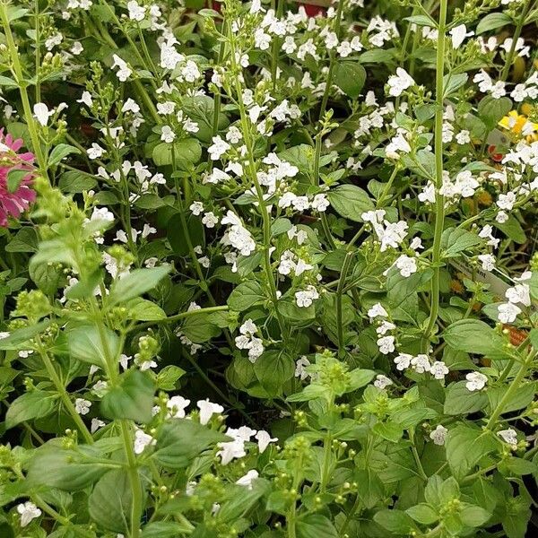 Clinopodium nepeta Vekstform