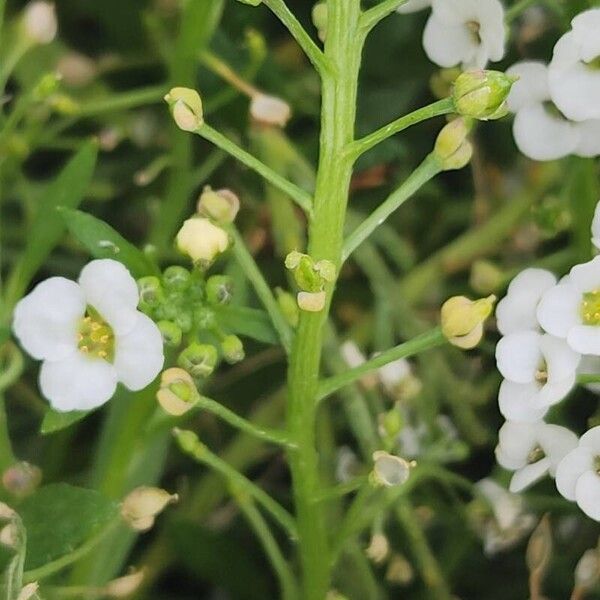 Lobularia maritima Fruit