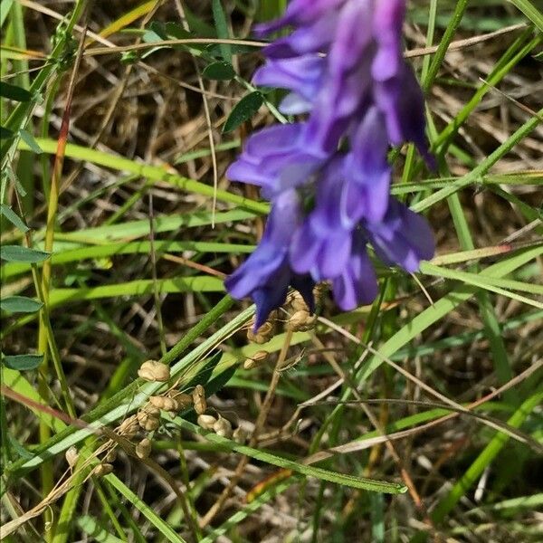 Vicia villosa Blomst