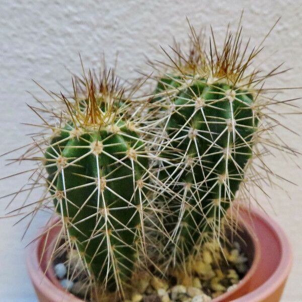 Echinocereus coccineus Folha