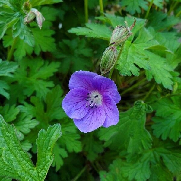 Geranium himalayense Flors