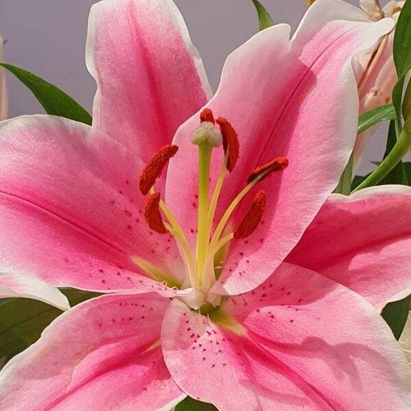 Lilium candidum Flower