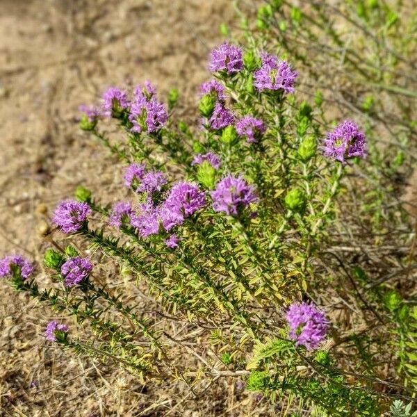 Thymbra capitata Хабит