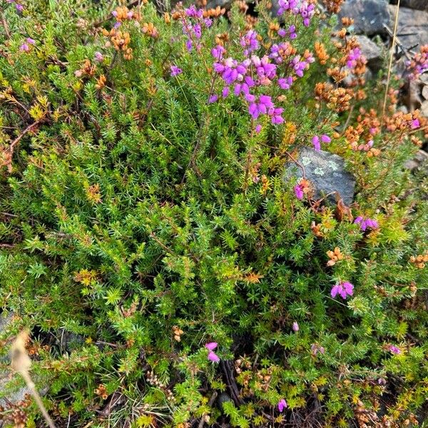 Erica cinerea 葉