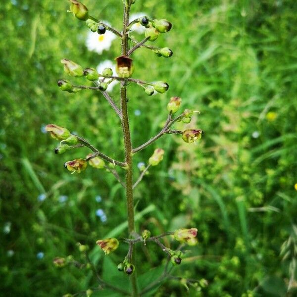 Scrophularia nodosa Květ