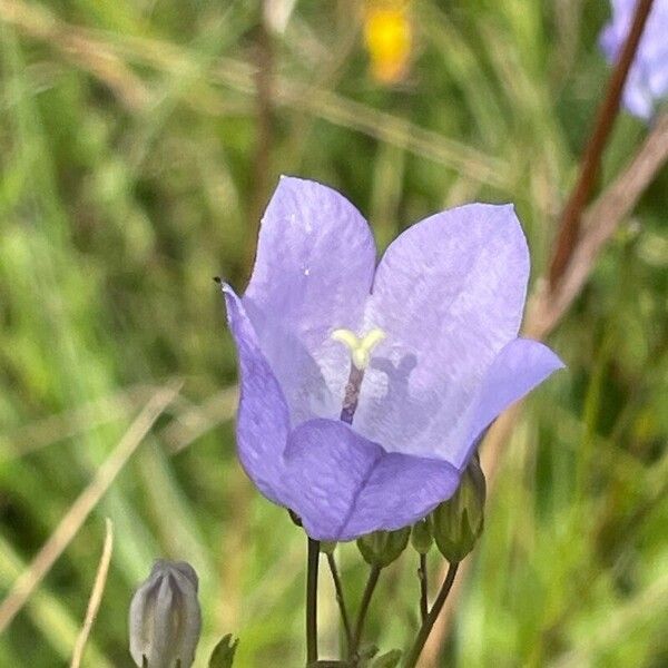 Campanula rotundifolia Flor