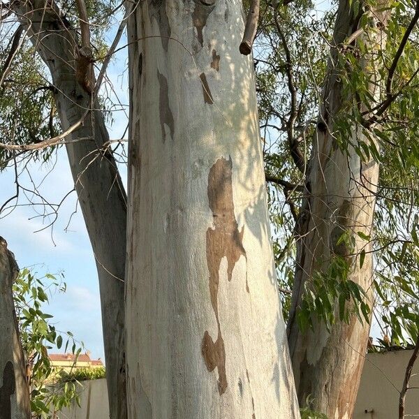 Eucalyptus tereticornis Kora