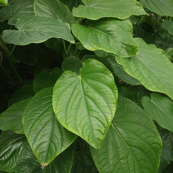 Piper marginatum 叶