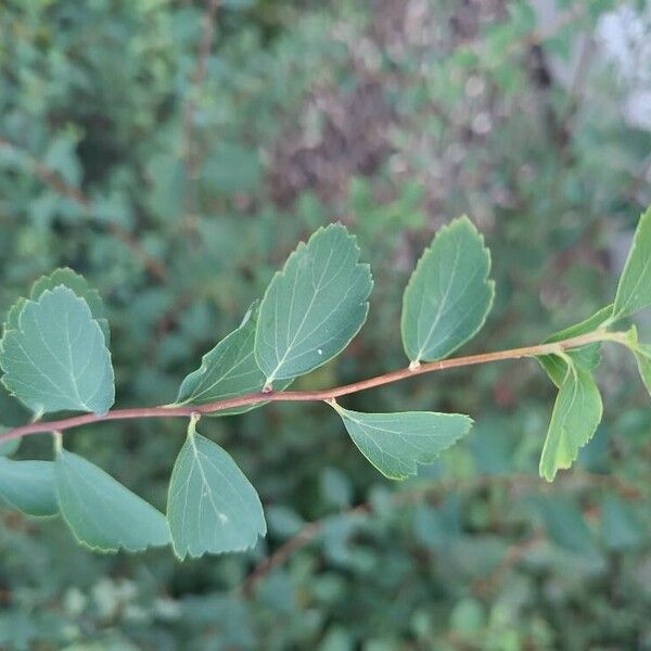 Spiraea trilobata Yaprak