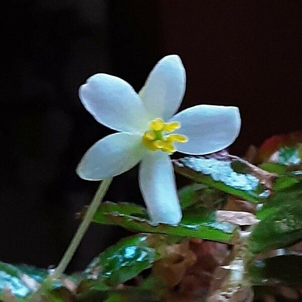 Begonia foliosa പുഷ്പം