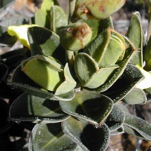 Hibbertia nana ᱵᱟᱦᱟ