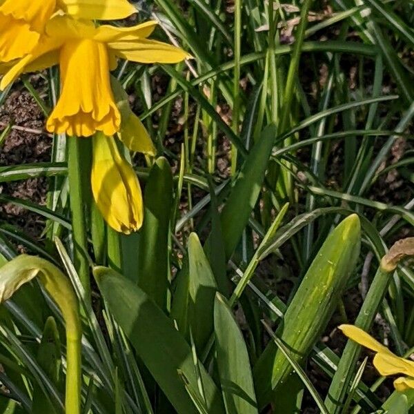 Narcissus cyclamineus পাতা