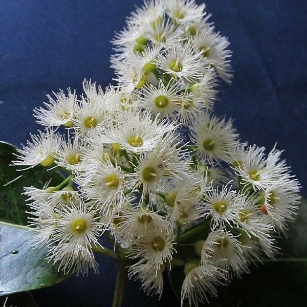 Eucalyptus deglupta Flor