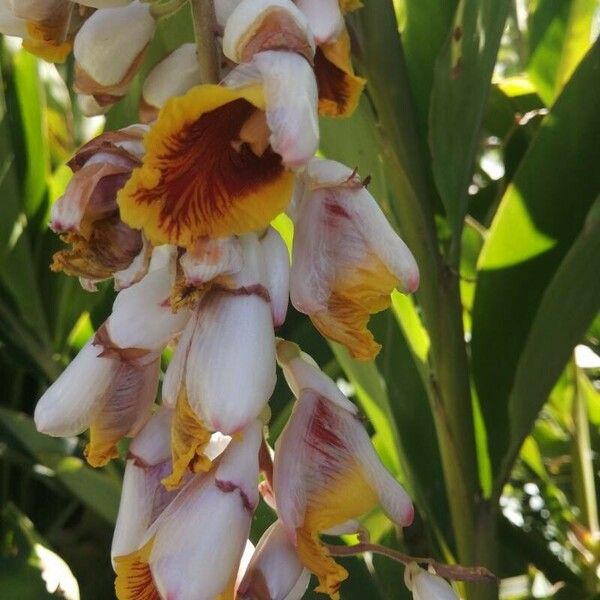 Alpinia zerumbet Flor