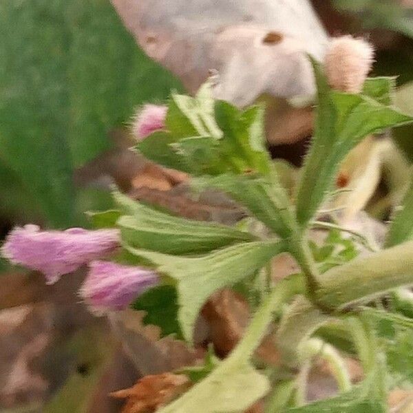 Ballota nigra Blomma