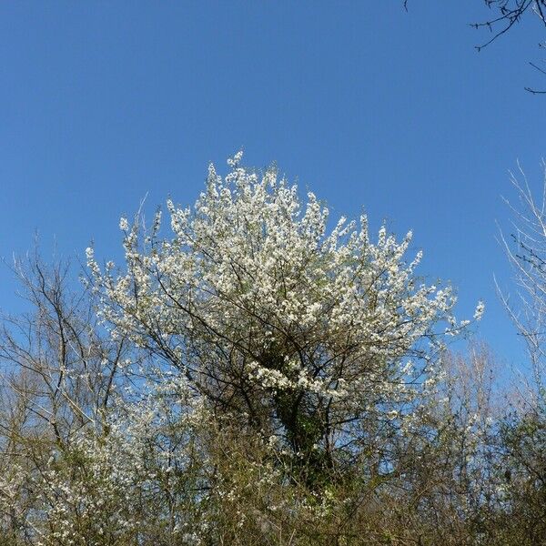 Prunus avium Elinympäristö