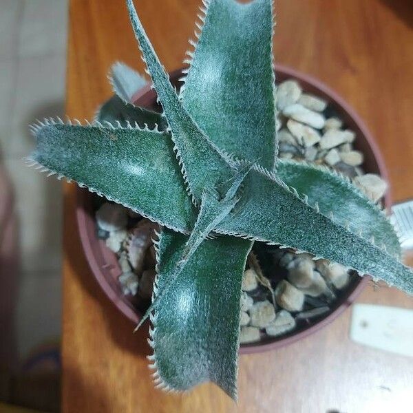 Dyckia marnier-lapostollei Φύλλο